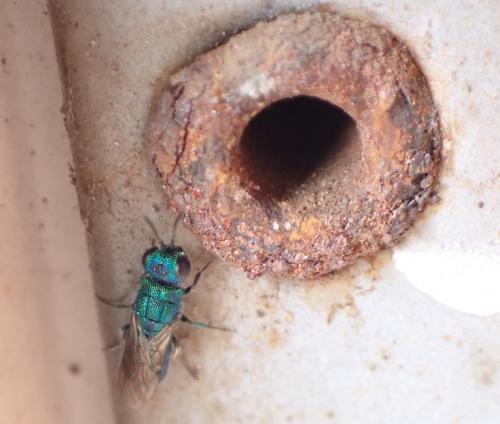 Trichrysis cyanea